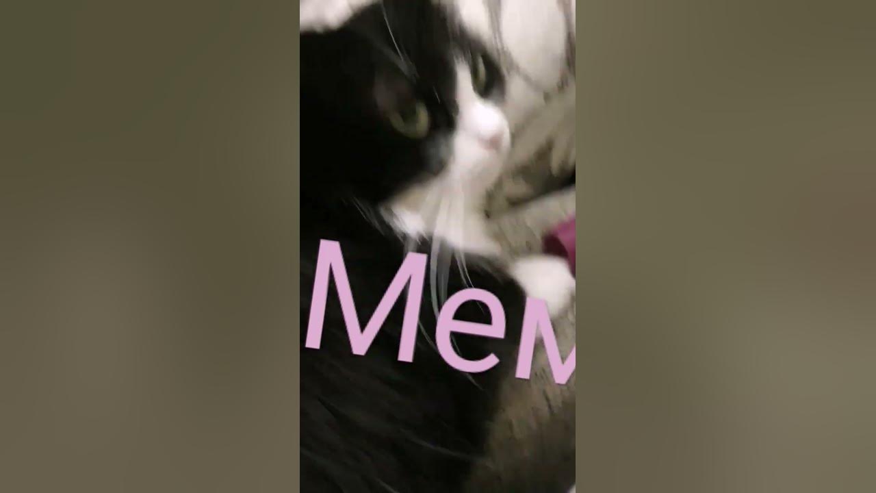 мем нога - YouTube