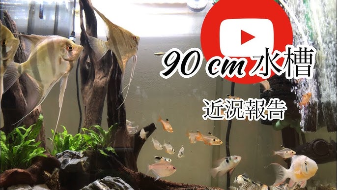 10 450 600原種エンゼルフィッシュの混泳 Youtube