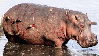 Even Hippo Can't Defend Against These Bloodsucking Little Monsters!