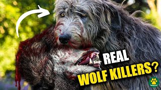 WOLF KILLERS of Ireland - Deadly or Friendly??