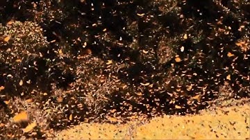 Grimes - Butterfly (video)