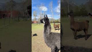 Llama Alert