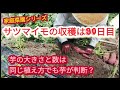 【サツマイモの収穫】大きさは芋が判断、定植から90日目でこの大きさ【家庭菜園シリーズ】