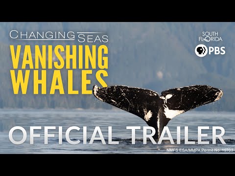Vanishing Whales - Official Trailer
