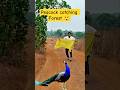 जंगल में Peacock Catching | Live Peacock पकड़ने का वीडियो !! #peacock #birds #viralvideo #yt #mor