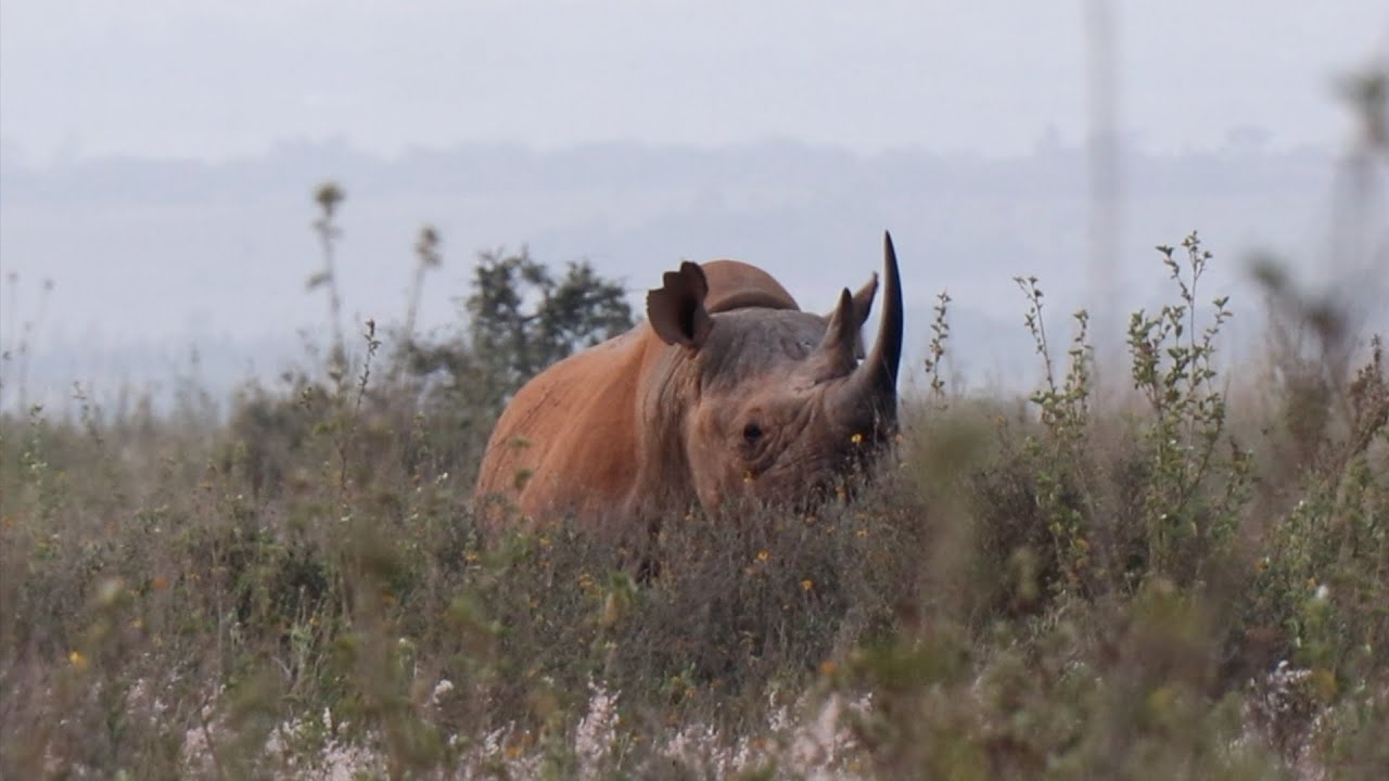 When a black rhino realises its being filmed