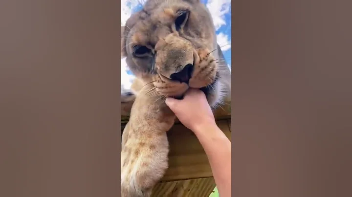 Big Cat Mouthing Affection! AMAZING
