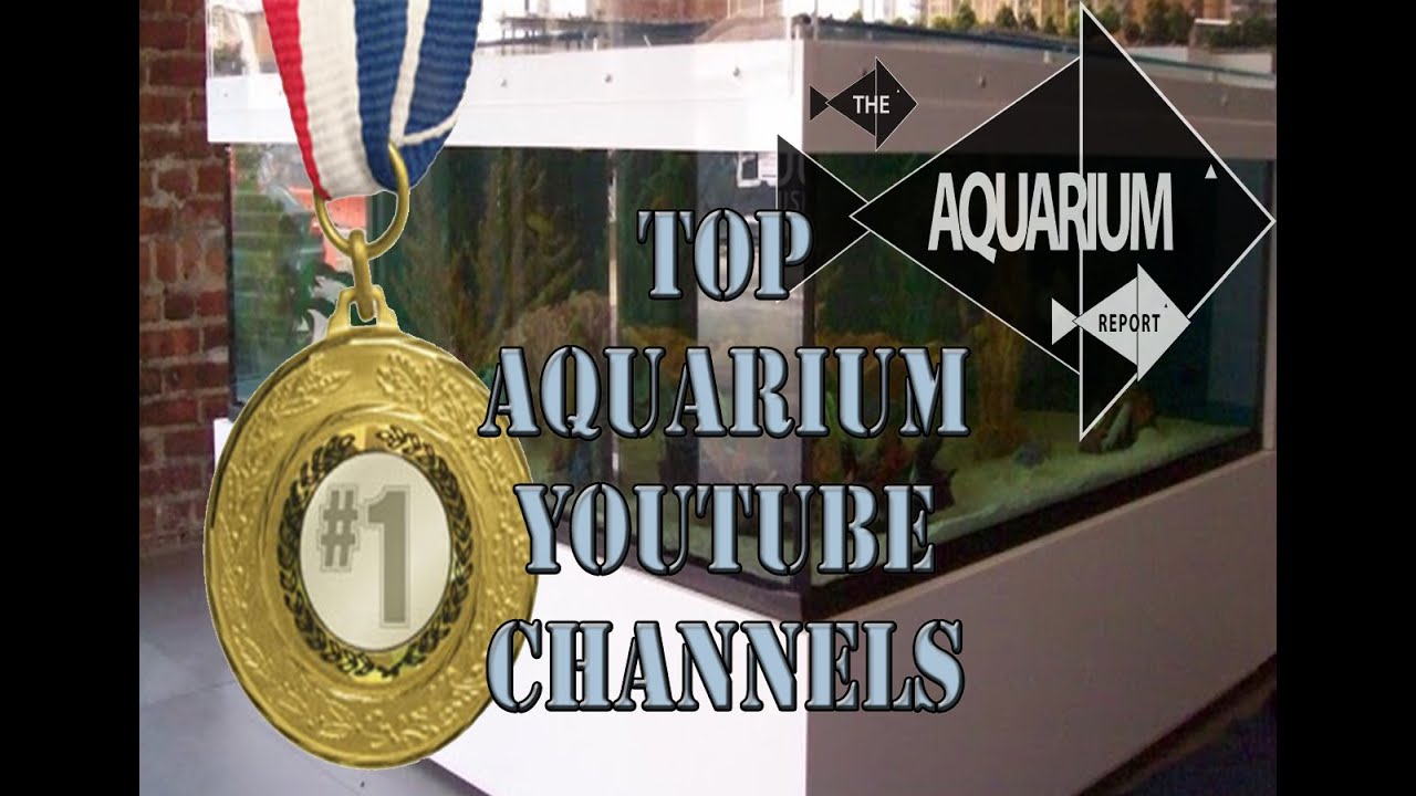 Top 10 Aquarium Related YouTube Channels 2014 YouTube
