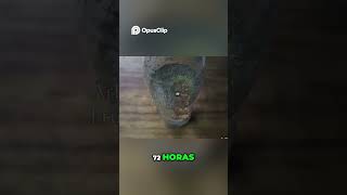 Abonos Orgánicos  ¡Resultados Visibles en 30 Días!