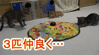 【保護猫】レスキューした子猫83 すっかりお兄ちゃんぽくなった にこちゃん