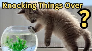 Decoding Your Cat: Understanding Their Quirky Behaviors