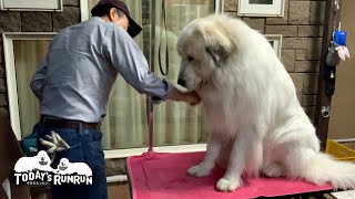 お利口にブラッシングを受けるルンルンとめんどくさそうなアランです　Great Pyrenees　グレートピレニーズ