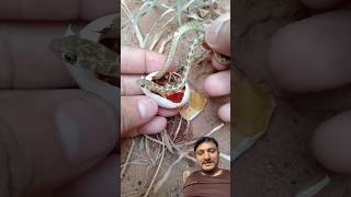 Snake Hatching from Eggs Process #Snake #Hatching #ShockingVideo