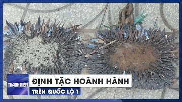 Đinh tặc lại hoành hành trên Quốc lộ 1, người dân ngán ngẩm