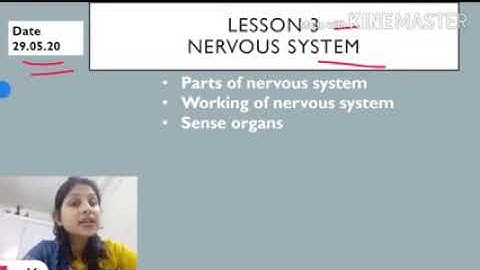 Nervous system#class5A#29.5.20@SFS Narengi