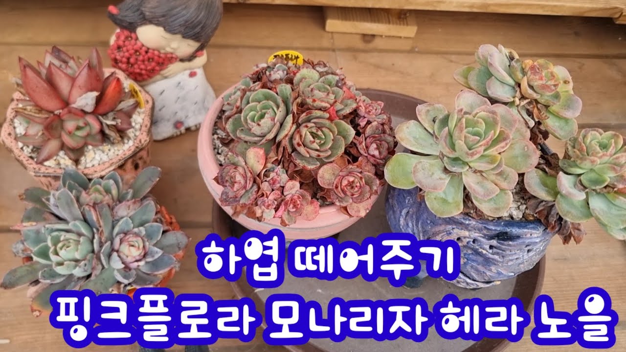 26.3.1 🌹#하엽떼어주기 핑크플로라 모나리자 헤라 노을🌹 #다육식물 #다육이 #succulent #러블리로즈다육tv 