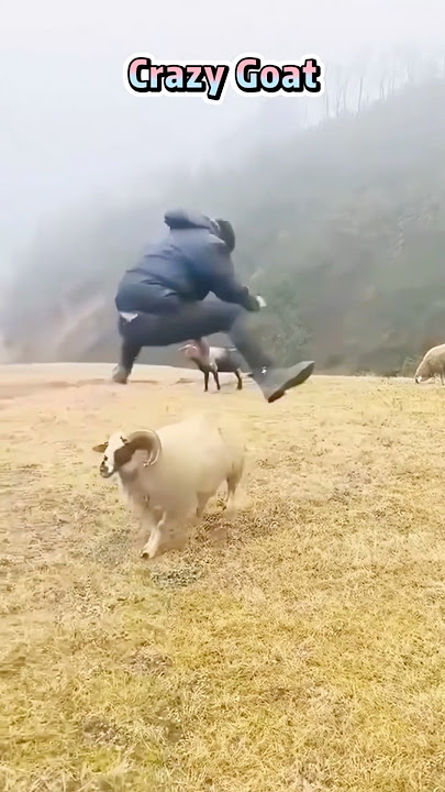 Grazy goat🤣🤣 #foryou #funny #animallife #funnyanimal #goat #funnyvideo