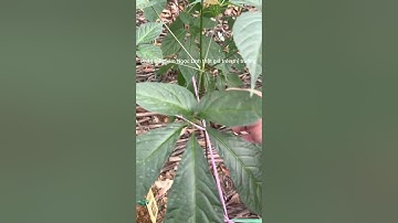 Phân biệt lá Sâm Ngọc Linh thật giả trên thị trường