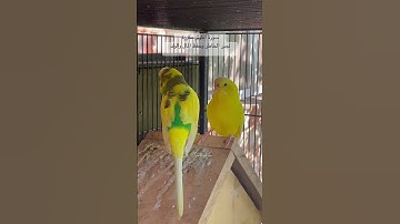 #سورة_الكوثر #جبر_خواطر #المصحف #قرآن #العراق #رقية_شرعية #طيور #quran #birds #lovebirds #budgies