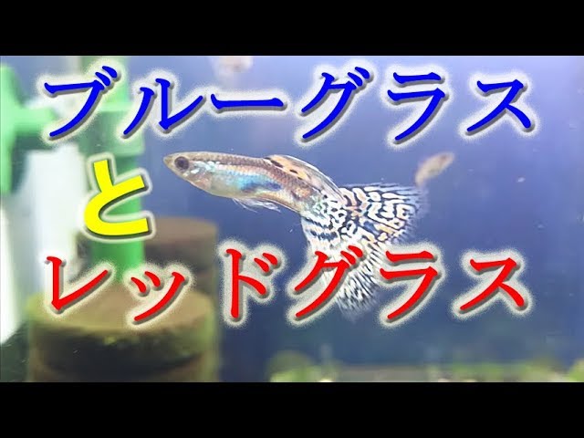 ブルーグラスグッピーとレッドグラスグッピーの観察♡ (28) - YouTube