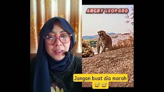 Elang Vs Macan Tutulsiapa Yang Menang