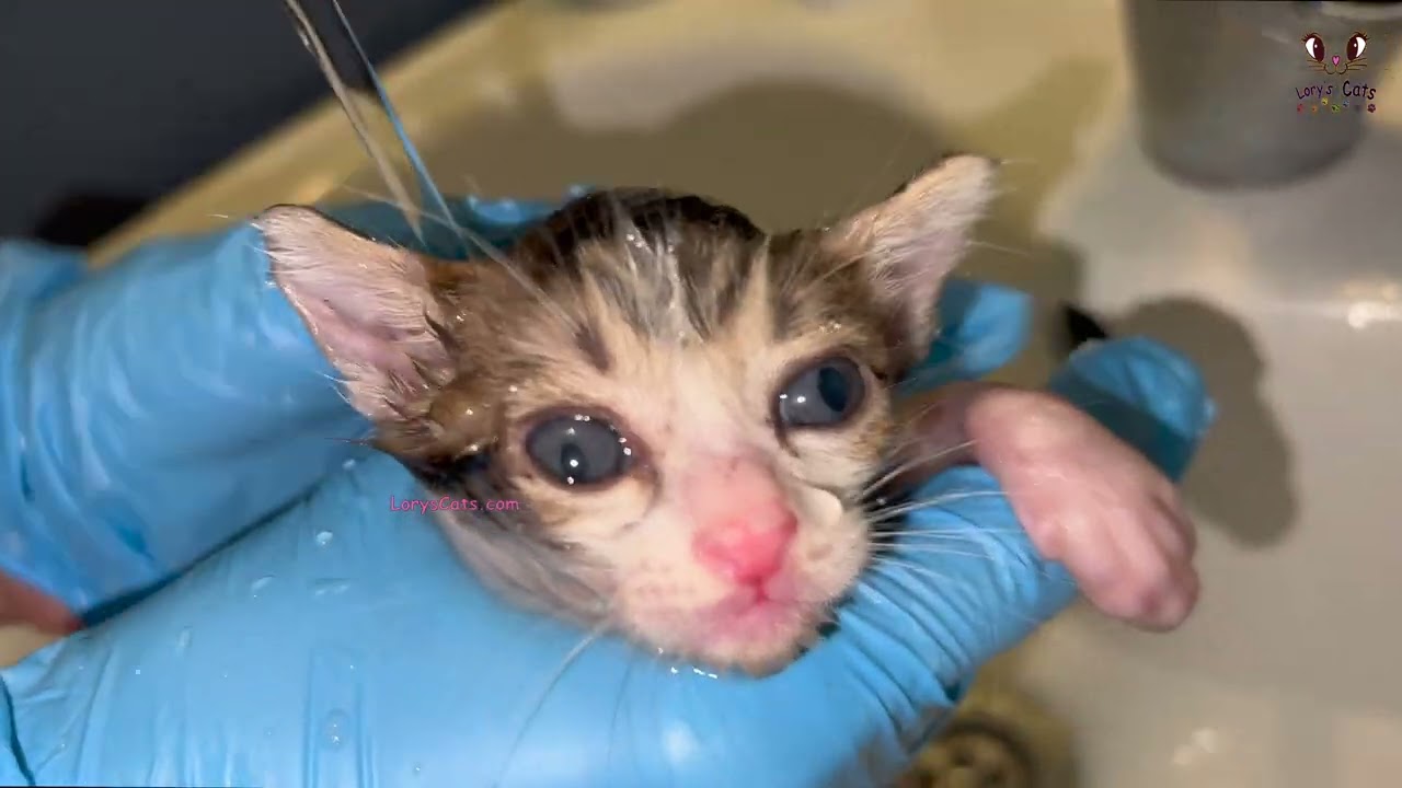 Bathing Rescued Kitten