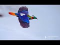 Himalayan monal best voicesound