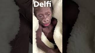В США показали 12-недельную гориллу Джамилю, которая родилась недоношенной. От нее отказалась мама