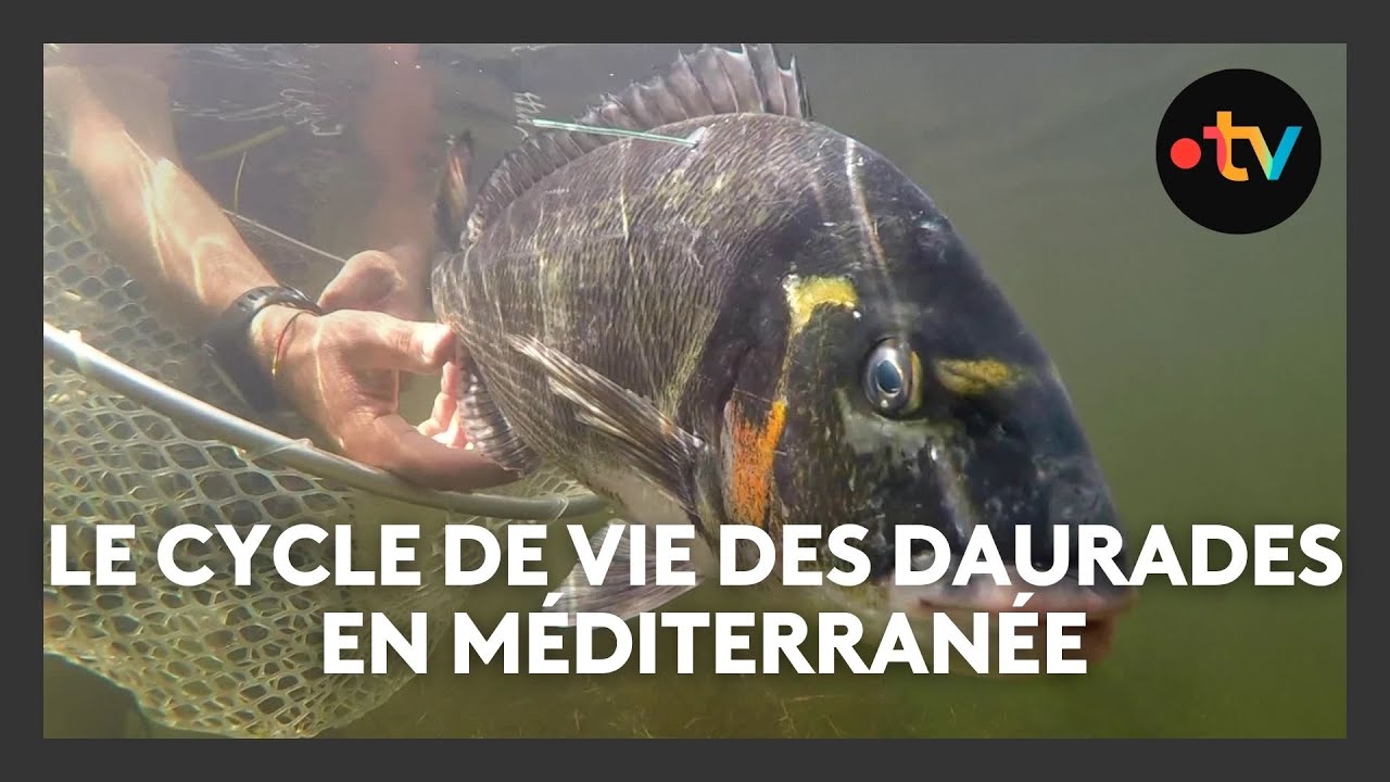 Le cycle des daurades en Méditerranée