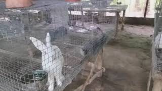 My rabbit Farm in wb screenshot 4