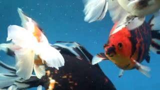 DSCF7025.AVI