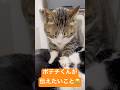 ポテチくんが伝えたいそうです…#shorts #cat #猫