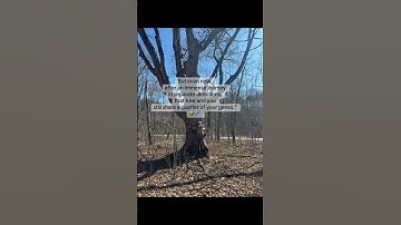 The Tree and I #naturelovers #treehugger #theoverstory