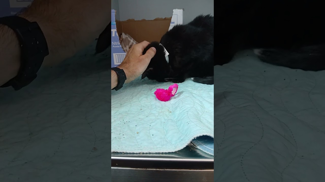 Nocturne 228570 | NYCACC