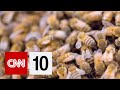 Bees and COVID-19 Detection
