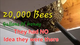Incredible Beehive Found In A Rental Home by Yappy Beeman    20,140 views 1 year ago 5 minutes, 43 seconds