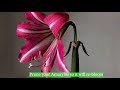 Amaryllis on the cutting edge of pruning