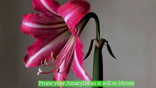 Home Gardening: Amaryllis on the cutting edge of pruning