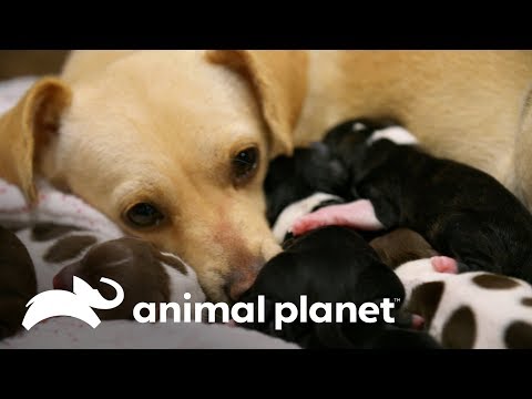 Video: Perro embarazada da a luz a 8 cachorros en una casa abandonada
