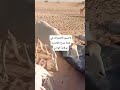 مدح قادري حضرة القادرية سوفية وادي سوف الجزائر اكسبلور الشعرالشعبي السالمي لايك مدح قادري حضرة القادرية سوفية وادي سوف الجزائر اكسبلور الشعرالشعبي السالمي لايك