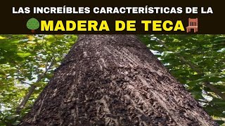 Las Increíbles Características De La Madera De Teca