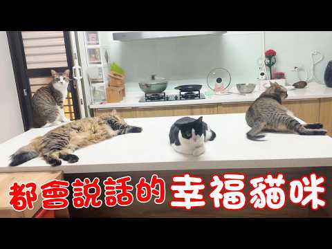 Cat Shorts - Happy Cats That Can Talk
