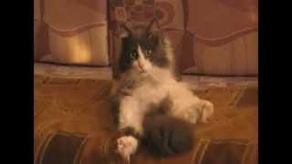 Скучаю по моему котэ...=,( Скучаю по моему котэ...=,(