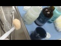 圧接法による仮歯作成(3/15)餅状レジンを圧接し固まるまでに行うこと