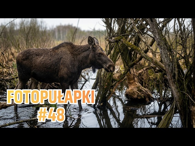Wiosenny klangor żurawi | Filmy z fotopułapki odc. 48