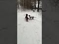 #ворона #remix #snow #лес #housemusic #зима #puppy #setters #собака #winter #music #животные #doggo