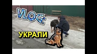 VLOG: УКРАЛИ СОБАКУ | ОВЧАРКА | ГУЛЯЛИ ПО ЛЬДУ | ПАРКУР | Denis Bannikov VLOG: УКРАЛИ СОБАКУ | ОВЧАРКА | ГУЛЯЛИ ПО ЛЬДУ | ПАРКУР | Denis Bannikov