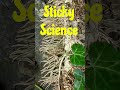 Sticky Science#climbingplants#bio-adhesives#tendrils#ivyclimbing#didyouknow#viralvideo#scienceefact