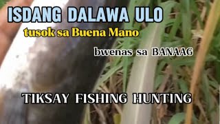 ISDANG dalawa ulo, Tusok sa Buena Mano, TIKSAY FISHING HUNTING