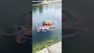 Download Lagu The wildest clips, all in one place #mustwatch #epicfails #internetgold #unrealmoments #trendingnow MP3